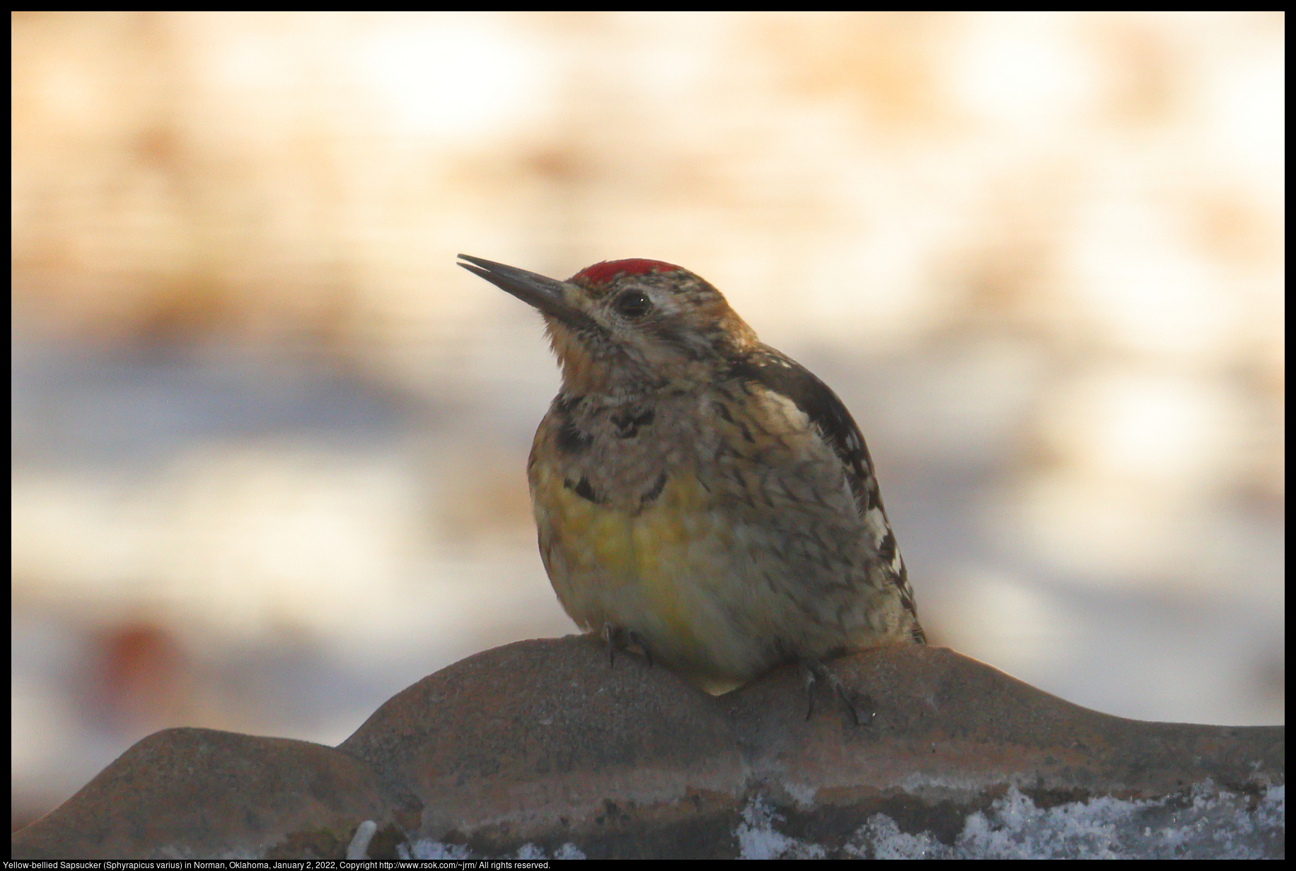 Yellow-bellied Sapsucker (Sphyrapicus varius) in Norman, Oklahoma, January 2, 2022