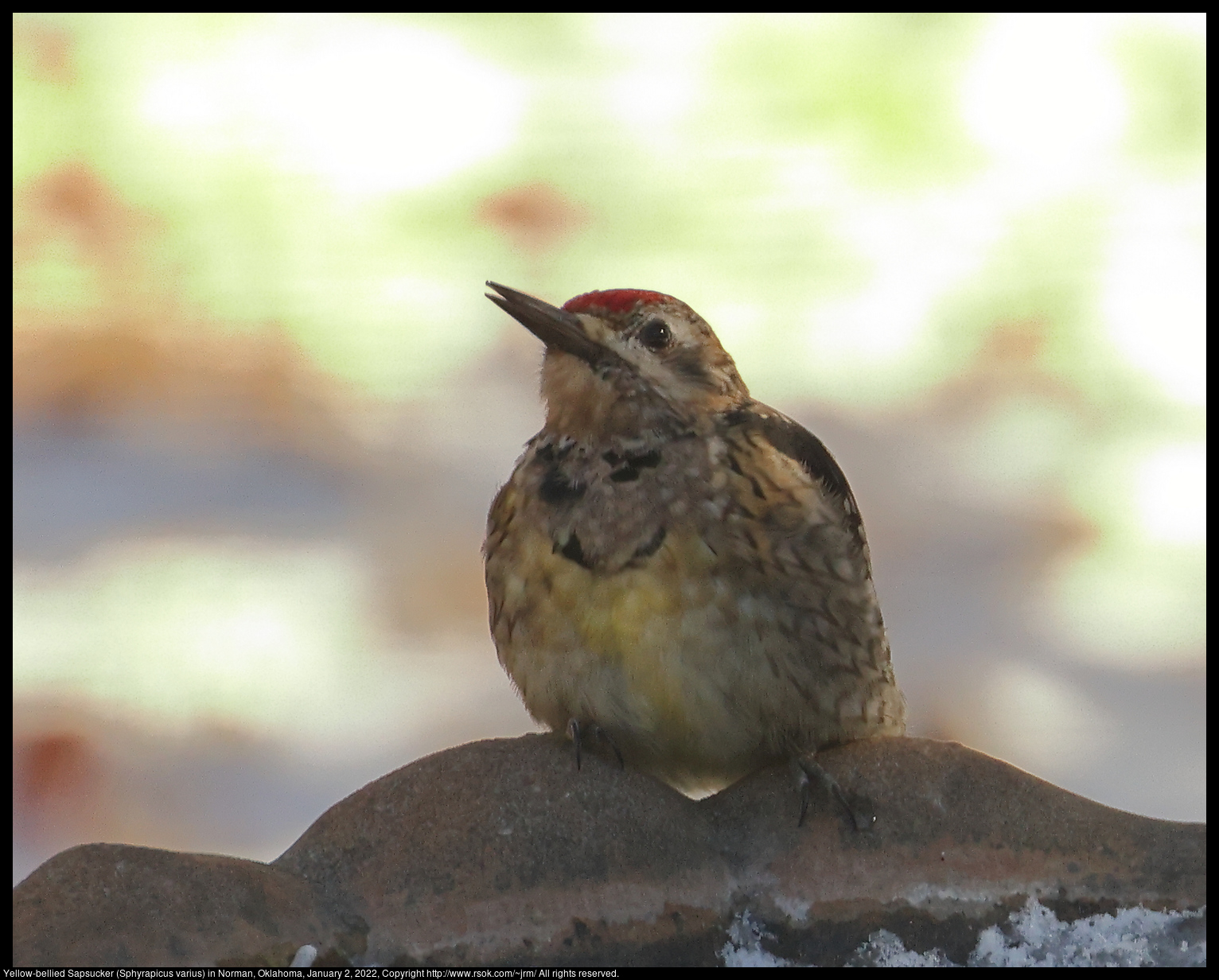 Yellow-bellied Sapsucker (Sphyrapicus varius) in Norman, Oklahoma, January 2, 2022