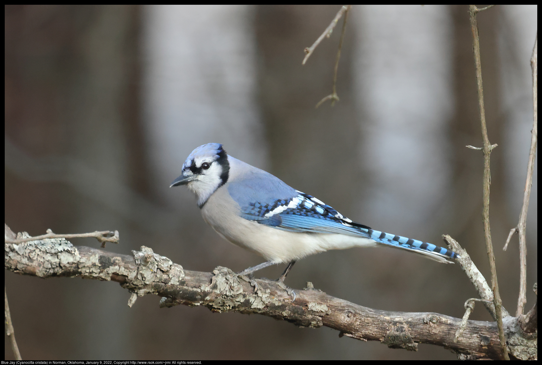 Blue Jay (Cyanocitta cristata) in Norman, Oklahoma, January 9, 2022