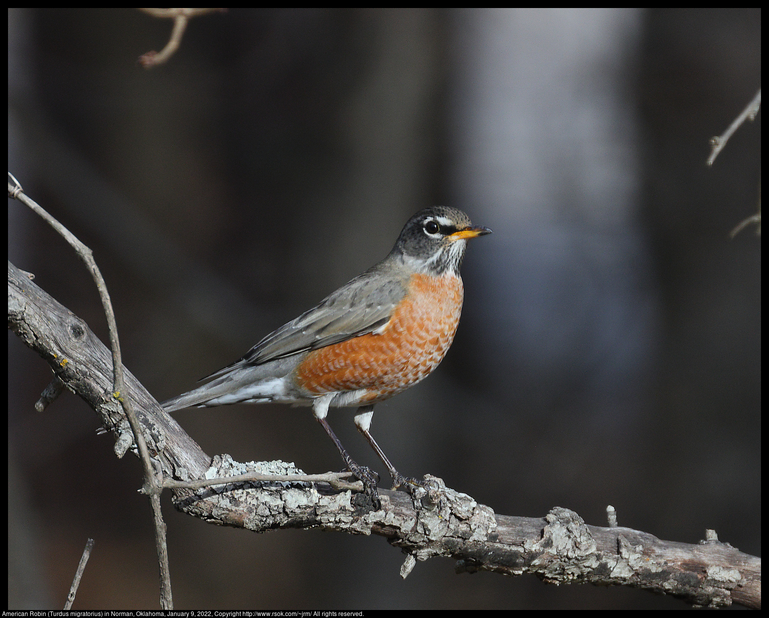 American Robin (Turdus migratorius) in Norman, Oklahoma, January 9, 2022