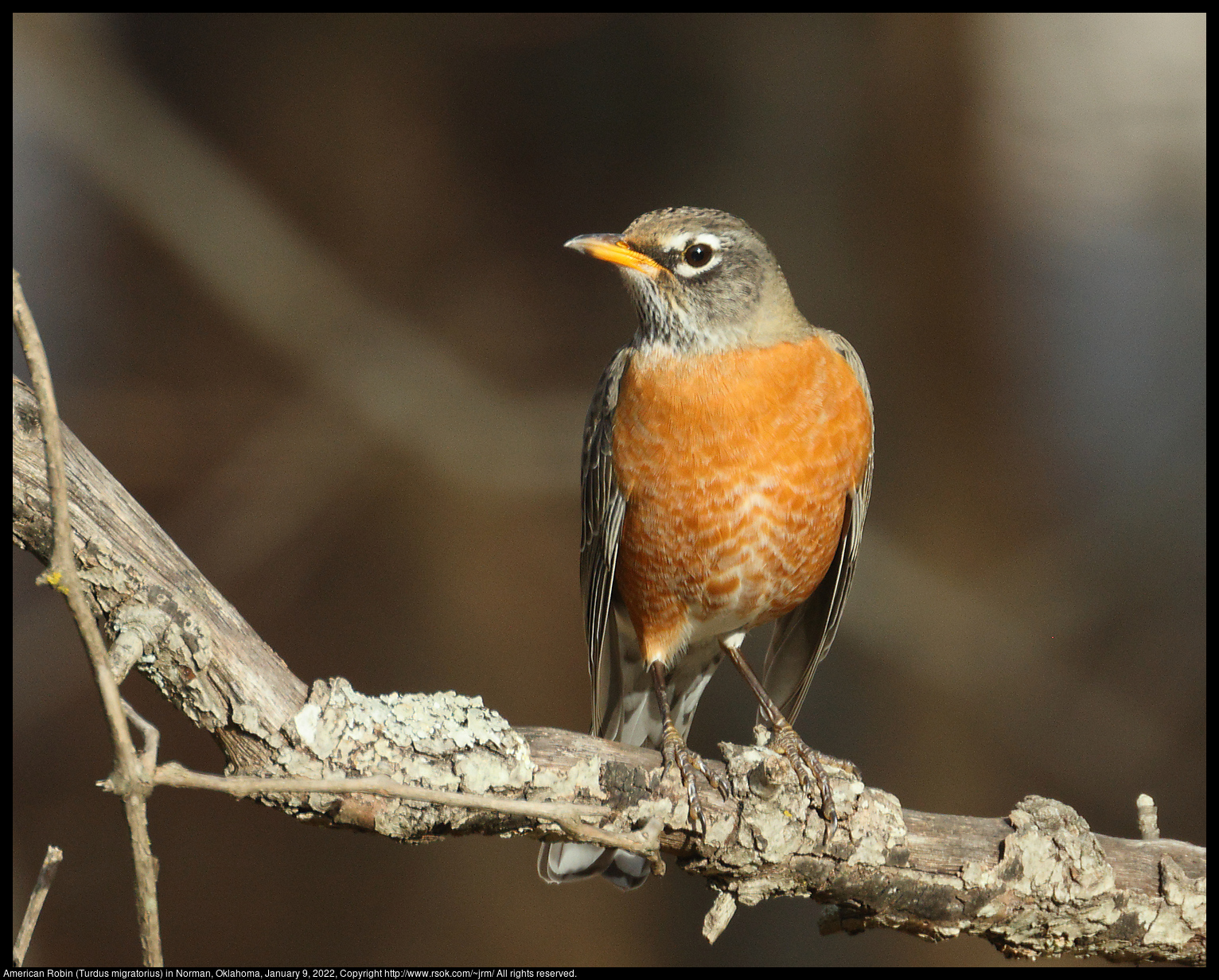 American Robin (Turdus migratorius) in Norman, Oklahoma, January 9, 2022