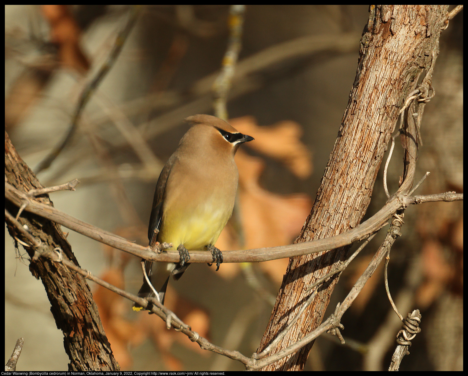 Cedar Waxwing (Bombycilla cedrorum) in Norman, Oklahoma, January 9, 2022