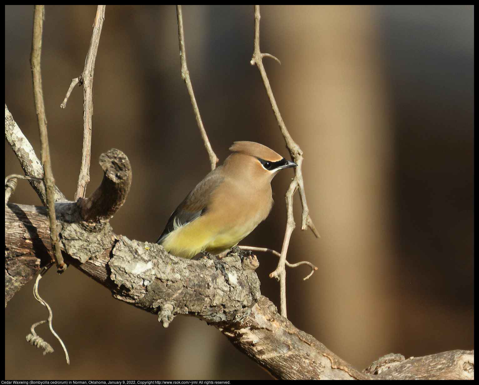 Cedar Waxwing (Bombycilla cedrorum) in Norman, Oklahoma, January 9, 2022