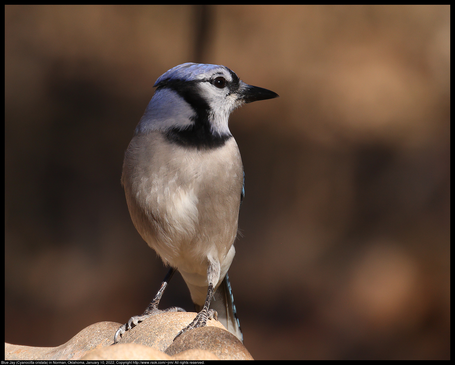 Blue Jay (Cyanocitta cristata) in Norman, Oklahoma, January 10, 2022