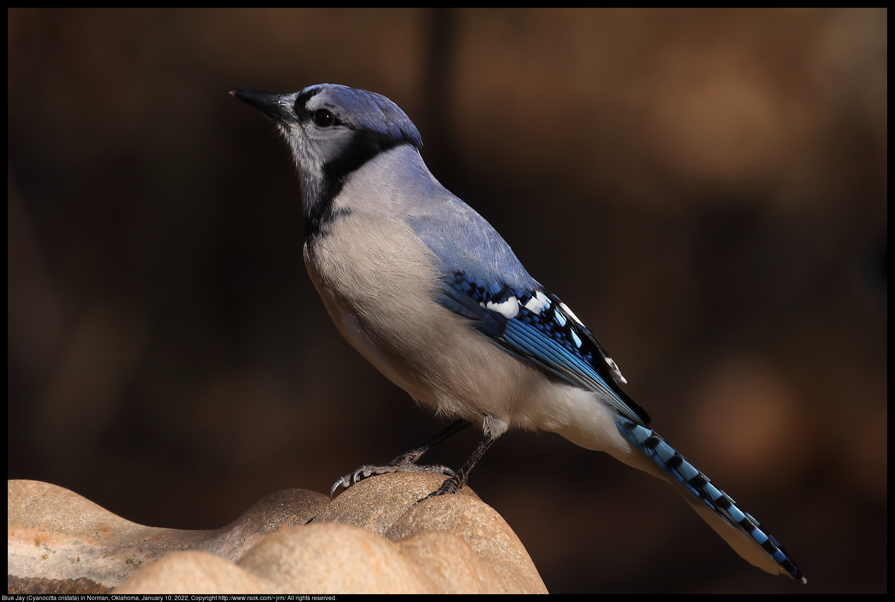 Blue Jay (Cyanocitta cristata) in Norman, Oklahoma, January 10, 2022