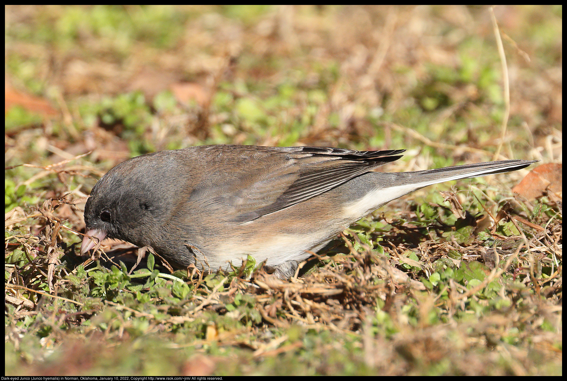 Dark-eyed Junco (Junco hyemalis) in Norman, Oklahoma, January 10, 2022