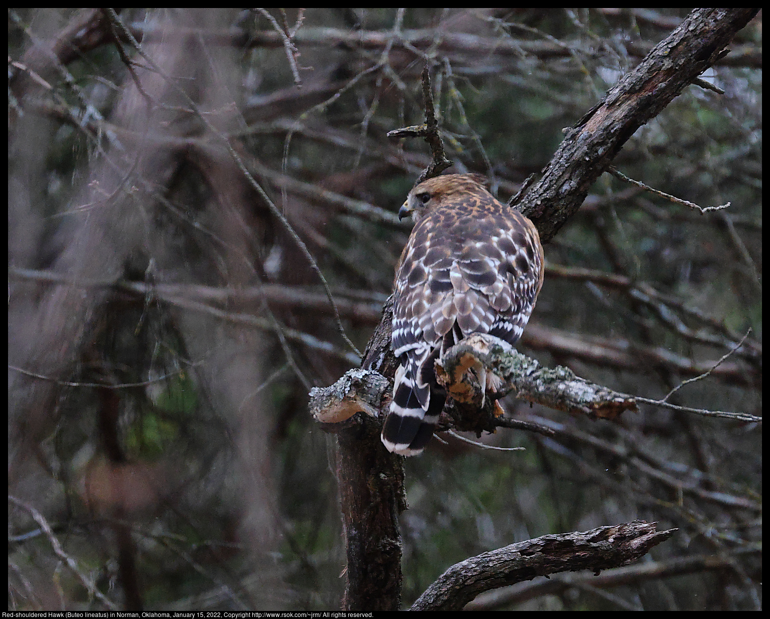 Red-shouldered Hawk (Buteo lineatus) in Norman, Oklahoma, January 15, 2022