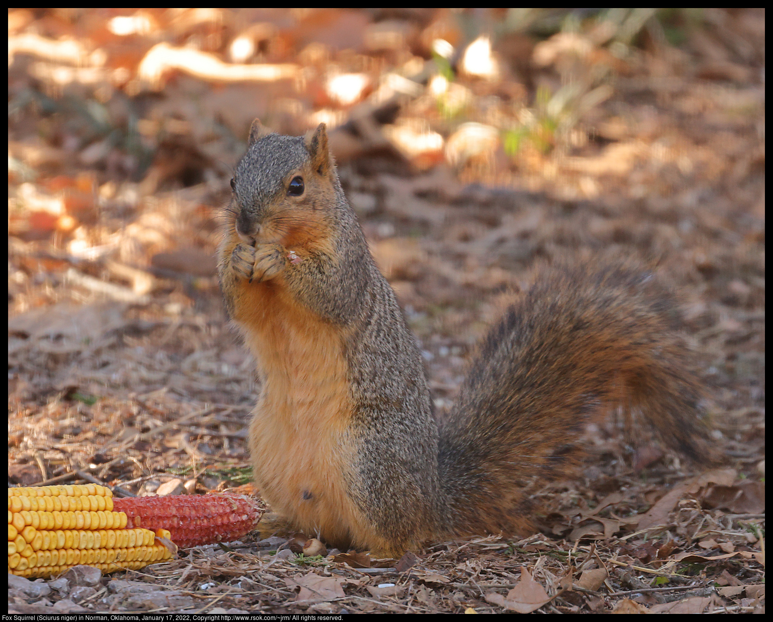 Fox Squirrel (Sciurus niger) in Norman, Oklahoma, January 17, 2022