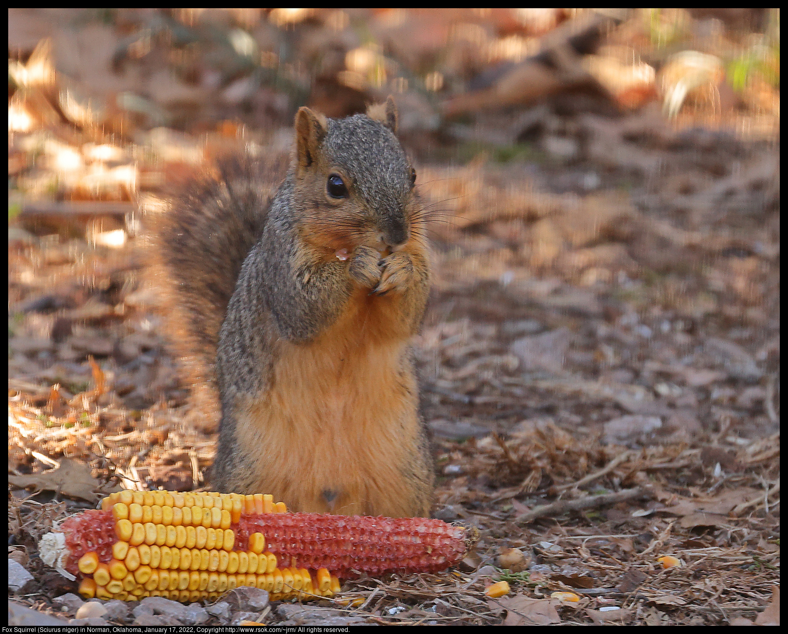 Fox Squirrel (Sciurus niger) in Norman, Oklahoma, January 17, 2022