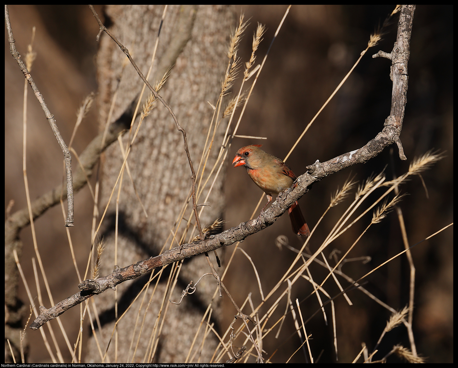 Northern Cardinal (Cardinalis cardinalis) in Norman, Oklahoma, January 24, 2022