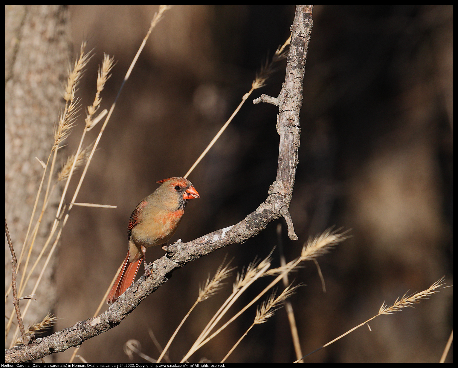 Northern Cardinal (Cardinalis cardinalis) in Norman, Oklahoma, January 24, 2022