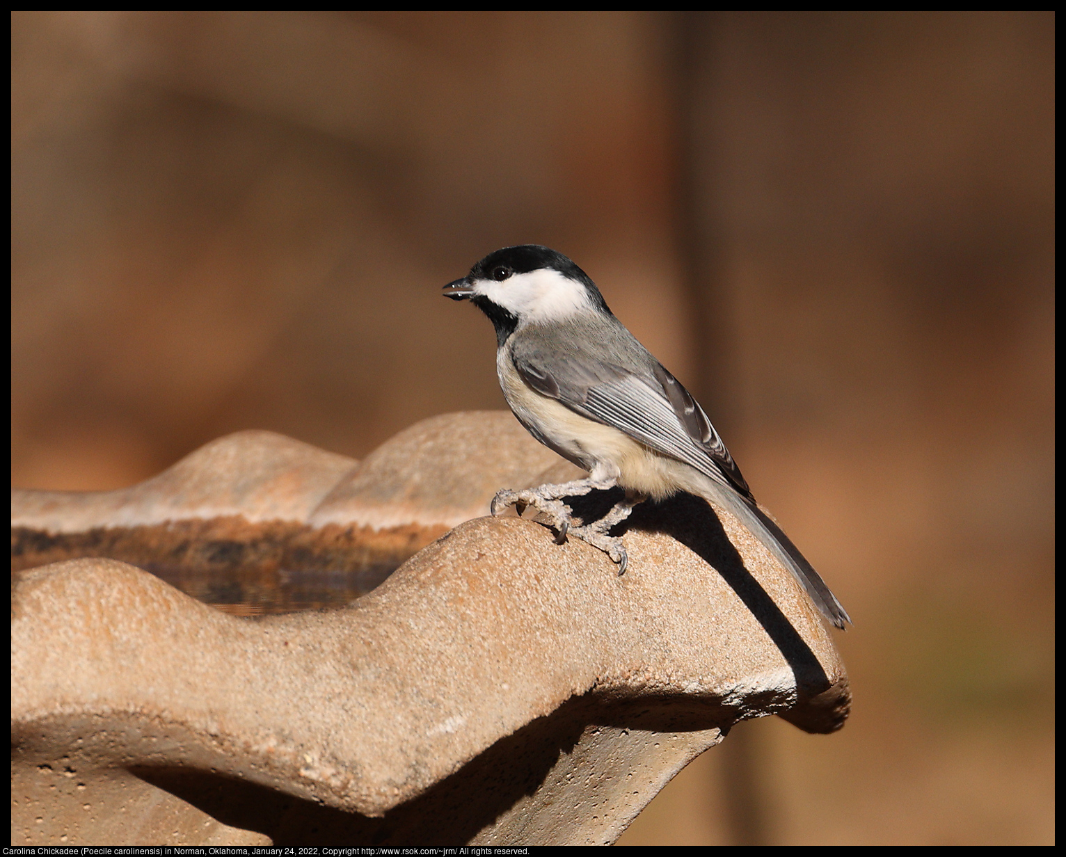 Carolina Chickadee (Poecile carolinensis) in Norman, Oklahoma, January 24, 2022