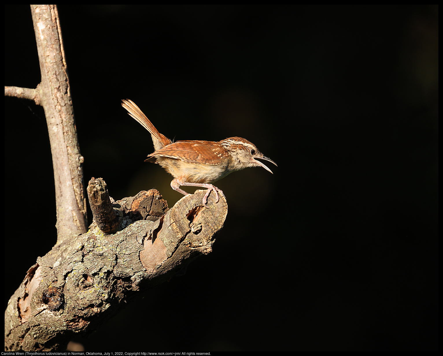 Carolina Wren (Thryothorus ludovicianus) in Norman, Oklahoma, July 1, 2022