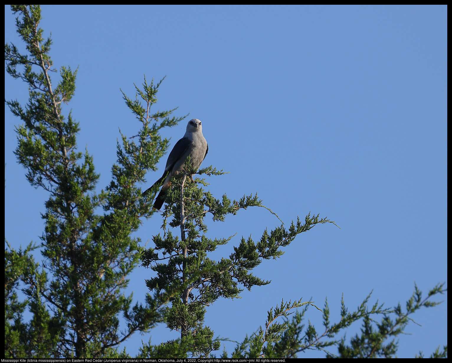 Mississippi Kite (Ictinia mississippiensis) on Eastern Red Cedar (Juniperus virginiana) in Norman, Oklahoma, July 4, 2022