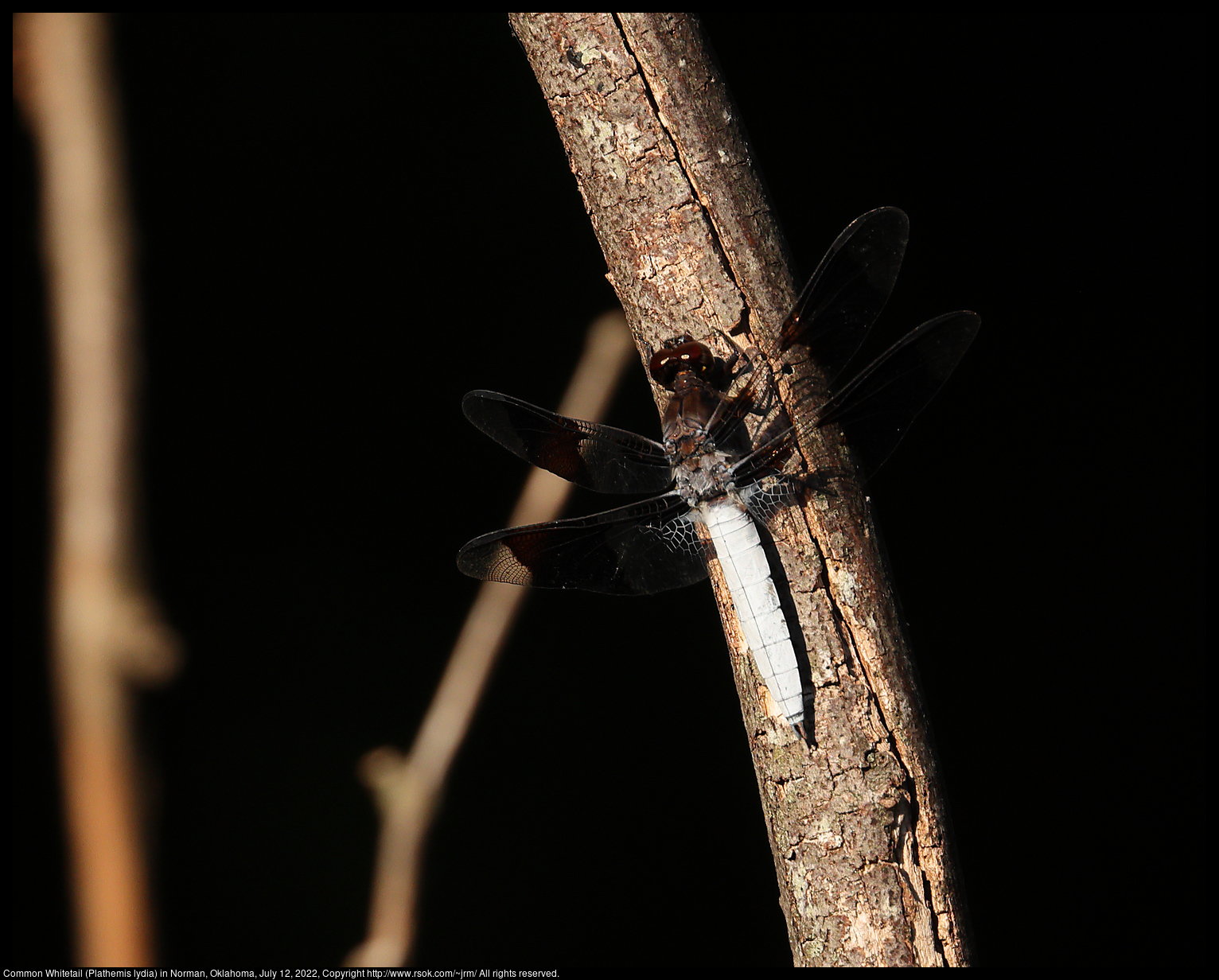 Common Whitetail (Plathemis lydia) in Norman, Oklahoma, July 12, 2022