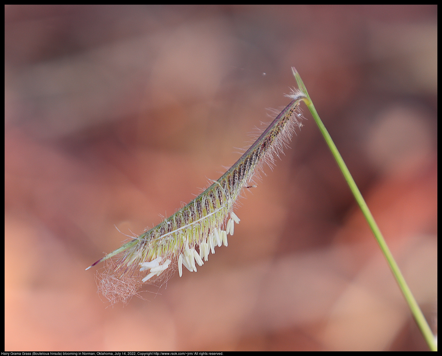 Hairy Grama Grass (Bouteloua hirsuta) blooming in Norman, Oklahoma, July 14, 2022