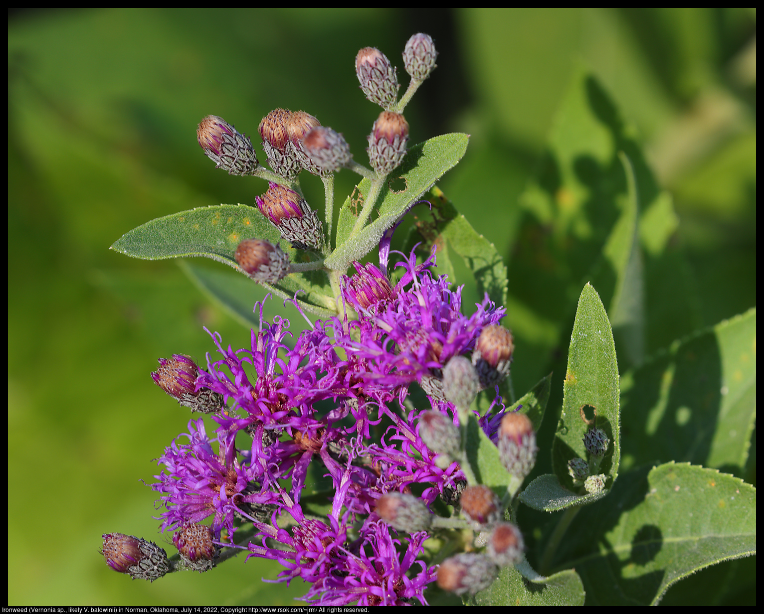 Ironweed (Vernonia sp., likely V. baldwinii) in Norman, Oklahoma, July 14, 2022