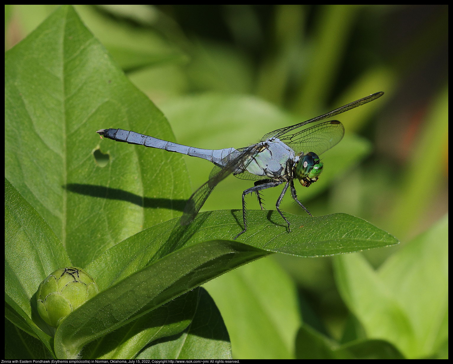 Eastern Pondhawk (Erythemis simplicicollis) in Norman, Oklahoma, July 15, 2022