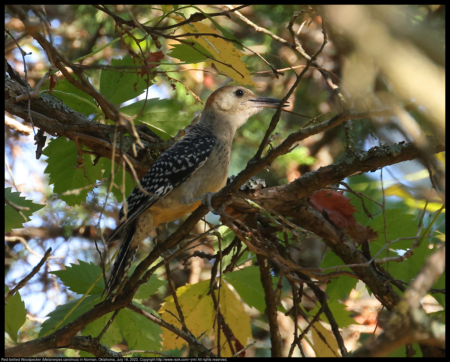 Red-bellied Woodpecker (Melanerpes carolinus) in Norman, Oklahoma, July 16, 2022