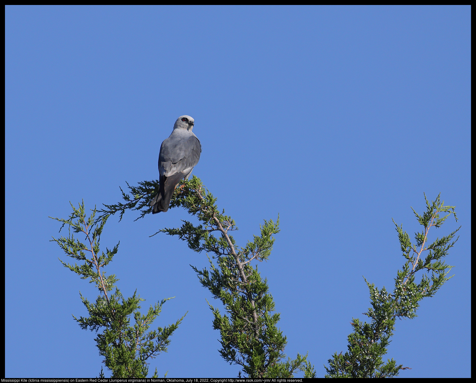 Mississippi Kite (Ictinia mississippiensis) on Eastern Red Cedar (Juniperus virginiana) in Norman, Oklahoma, July 18, 2022