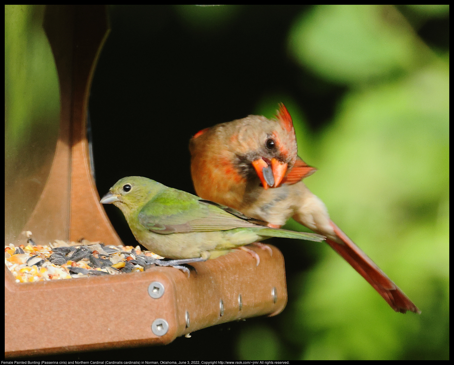 Female Painted Bunting (Passerina ciris) and Northern Cardinal (Cardinalis cardinalis) in Norman, Oklahoma, June 2, 2022