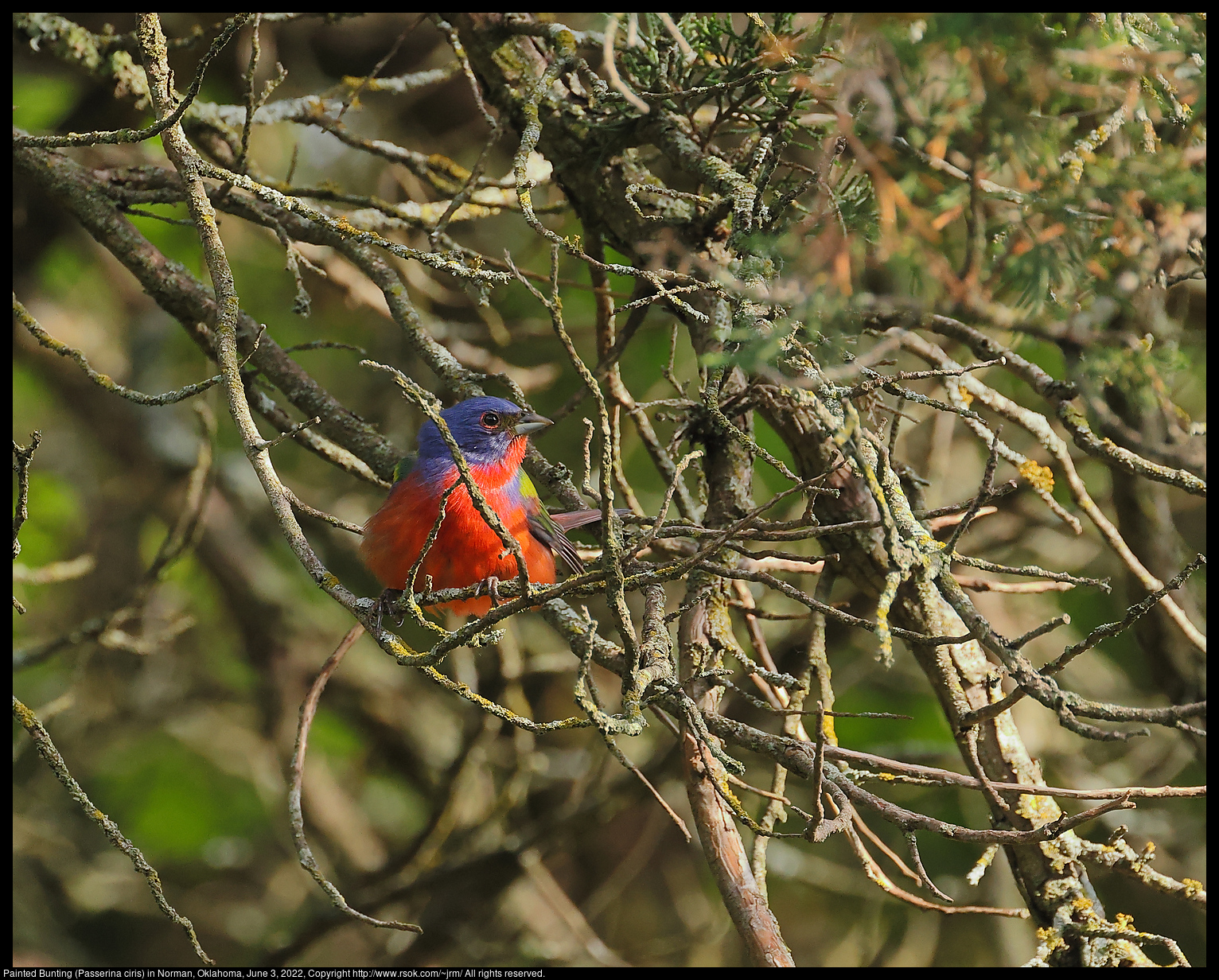 Painted Bunting (Passerina ciris) in Norman, Oklahoma, June 3, 2022