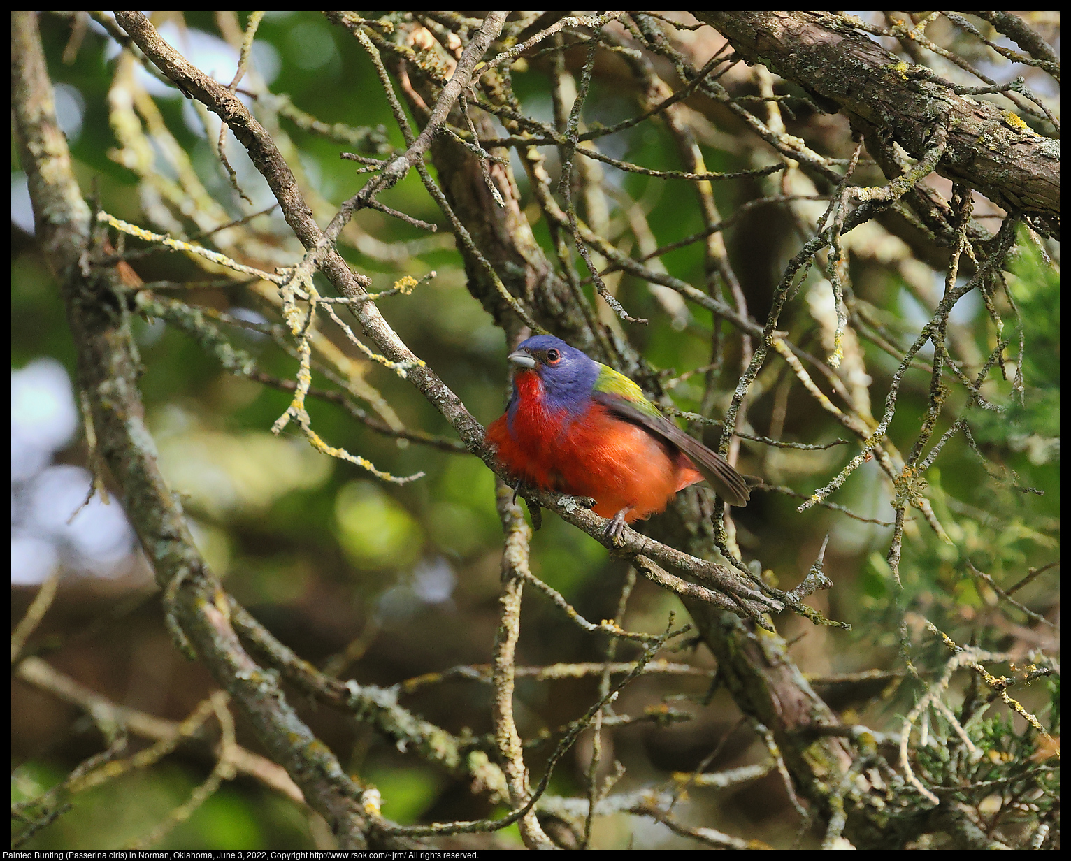 Painted Bunting (Passerina ciris) in Norman, Oklahoma, June 3, 2022