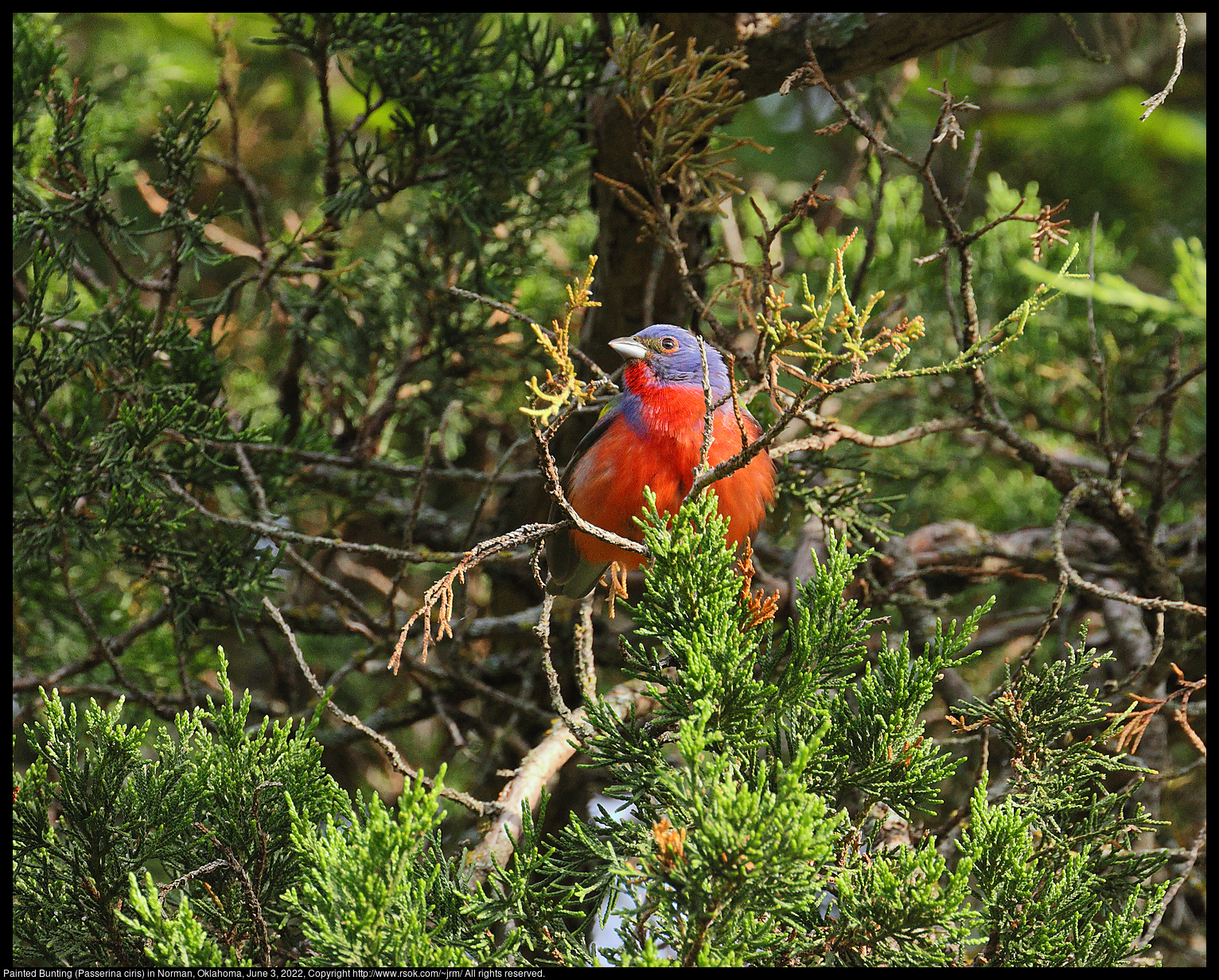 Painted Bunting (Passerina ciris) in Norman, Oklahoma, June 3, 2022