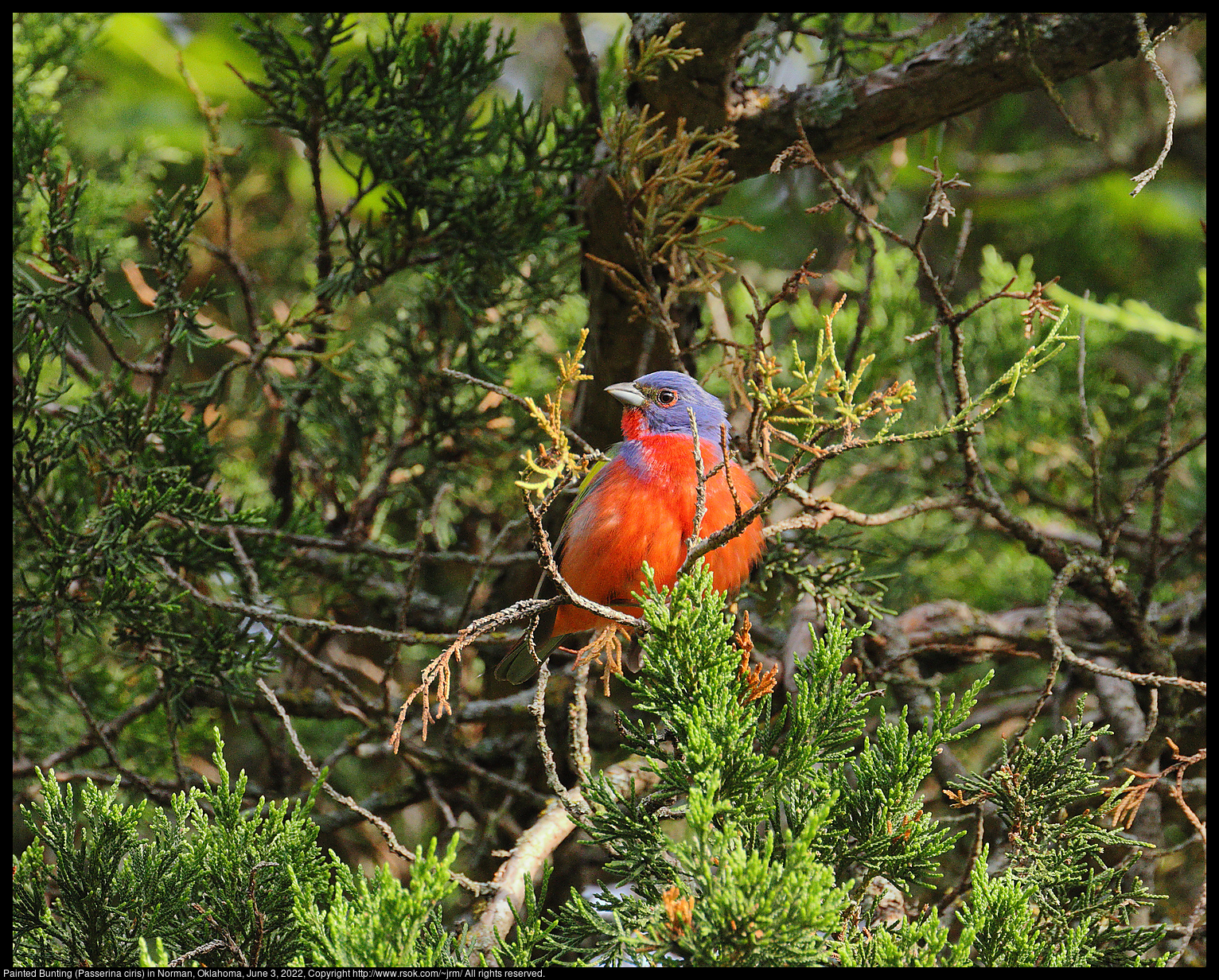 Painted Bunting (Passerina ciris) in Norman, Oklahoma, June 3, 2022