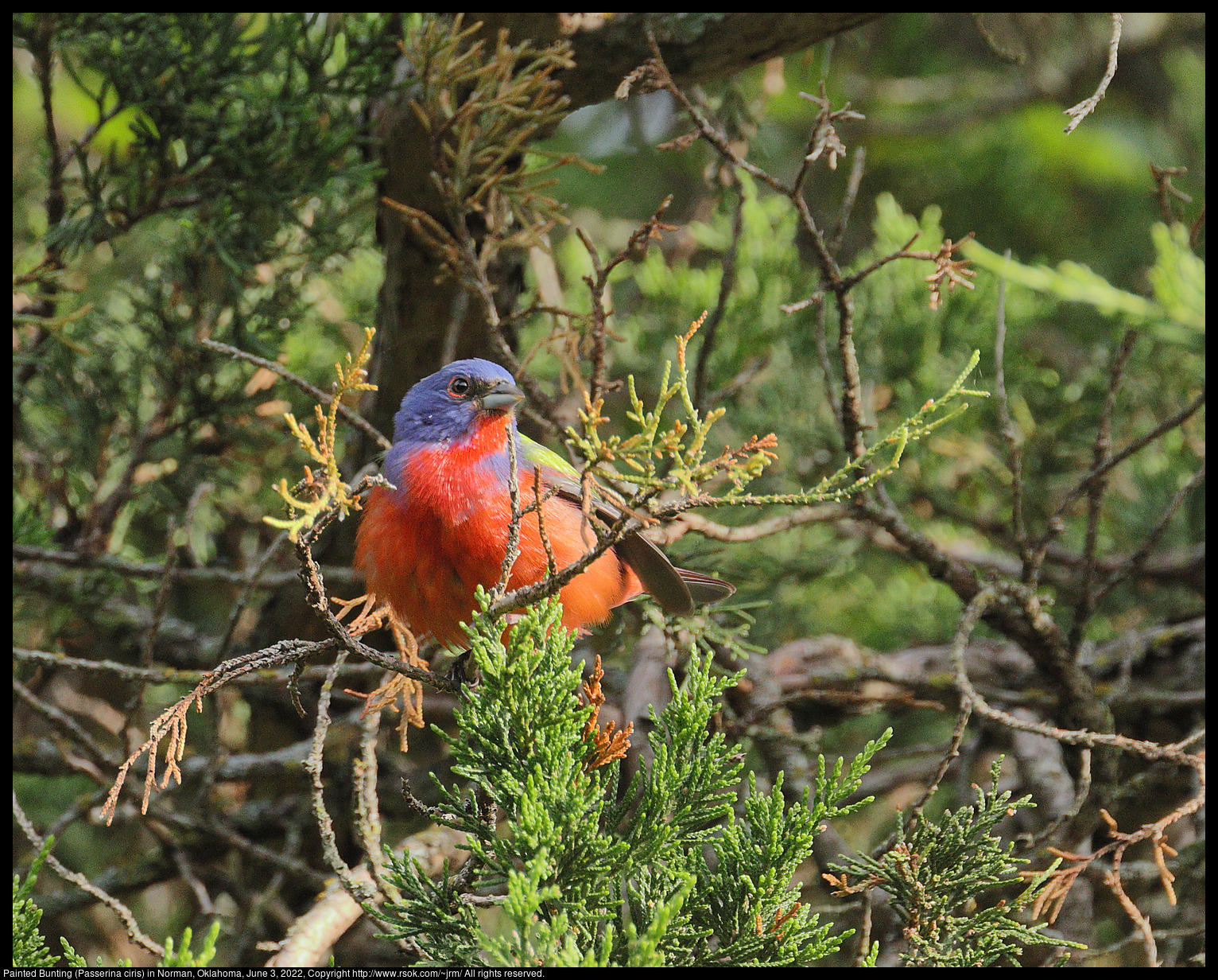 Painted Bunting (Passerina ciris) in Norman, Oklahoma, June 3, 2022