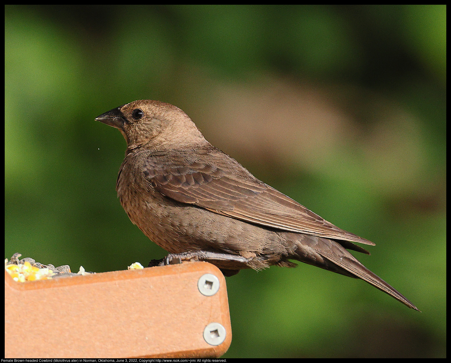 Female Brown-headed Cowbird (Molothrus ater) in Norman, Oklahoma, June 3, 2022