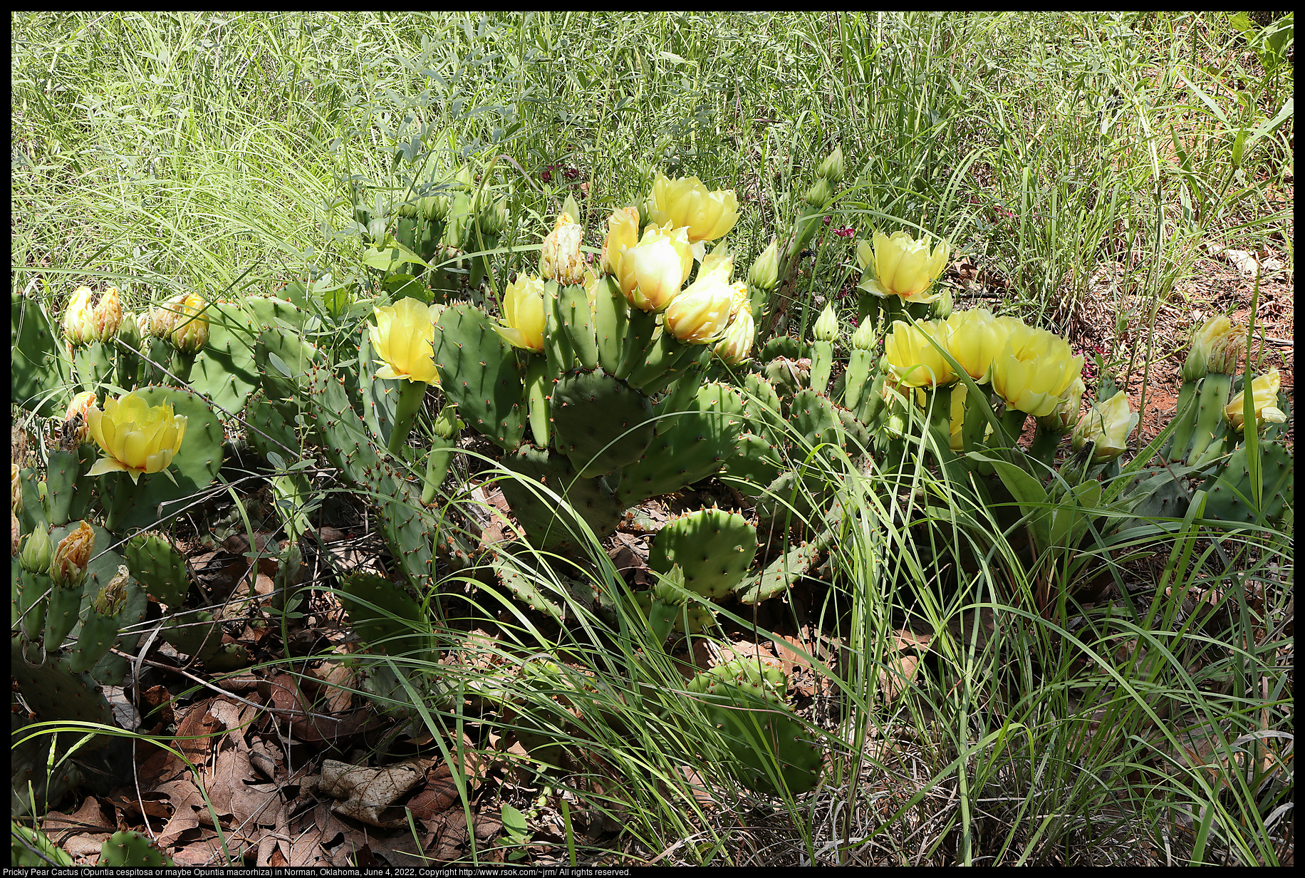 Prickly Pear Cactus (Opuntia cespitosa or maybe Opuntia macrorhiza) in Norman, Oklahoma, June 4, 2022