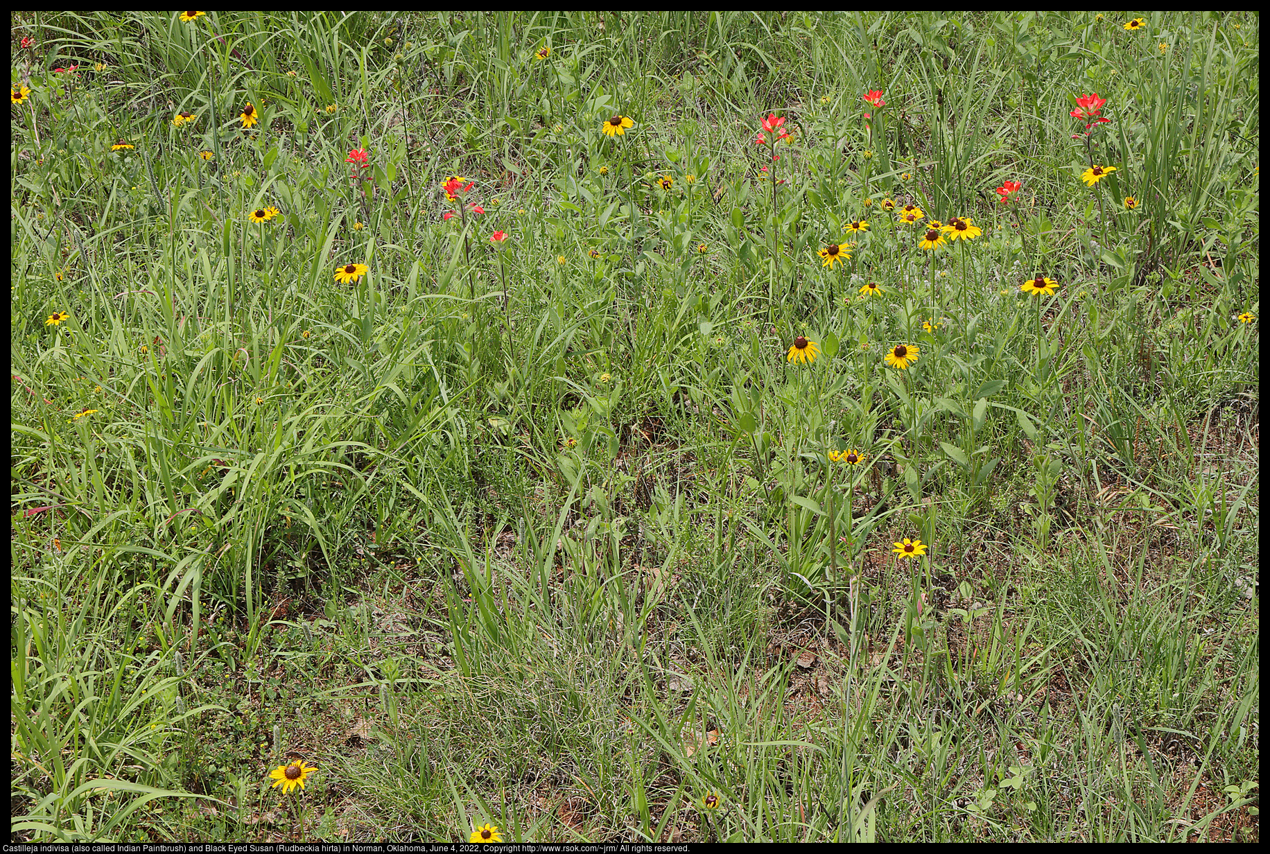 Castilleja indivisa (also called Indian Paintbrush) and Black Eyed Susan (Rudbeckia hirta) in Norman, Oklahoma, June 4, 2022