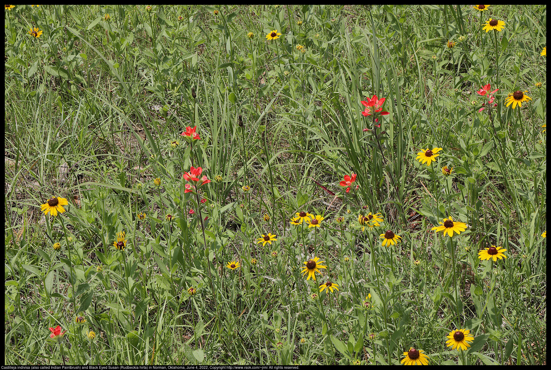 Castilleja indivisa (also called Indian Paintbrush) and Black Eyed Susan (Rudbeckia hirta) in Norman, Oklahoma, June 4, 2022