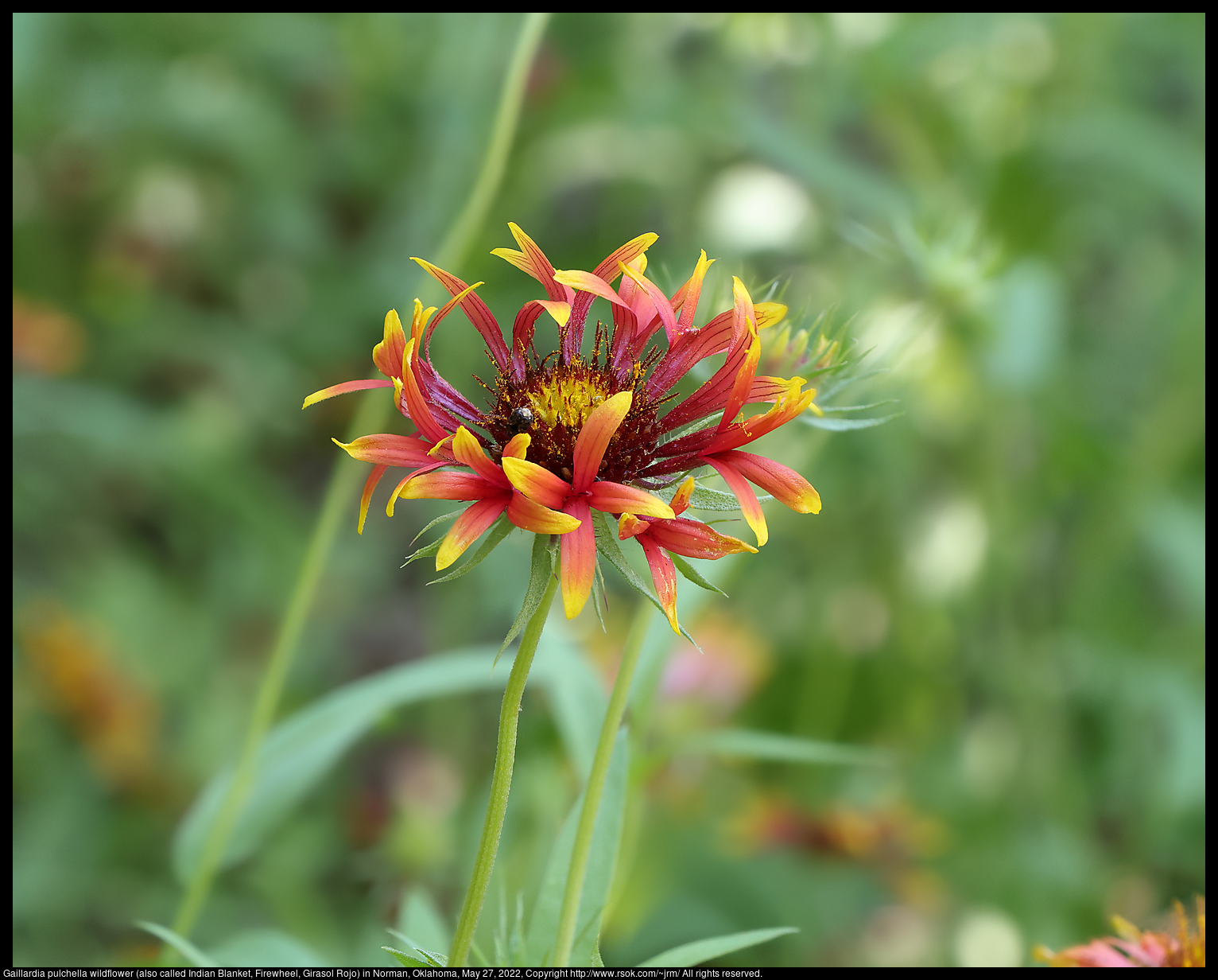 Gaillardia pulchella wildflower (also called Indian Blanket, Firewheel, Girasol Rojo) in Norman, Oklahoma, May 27, 2022