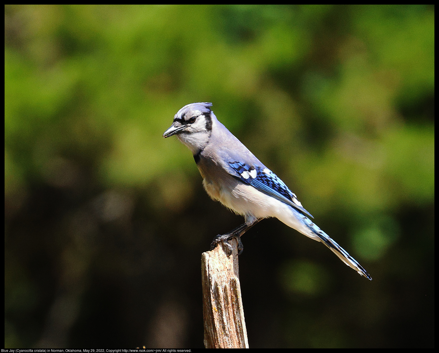 Blue Jay (Cyanocitta cristata) in Norman, Oklahoma, May 29, 2022