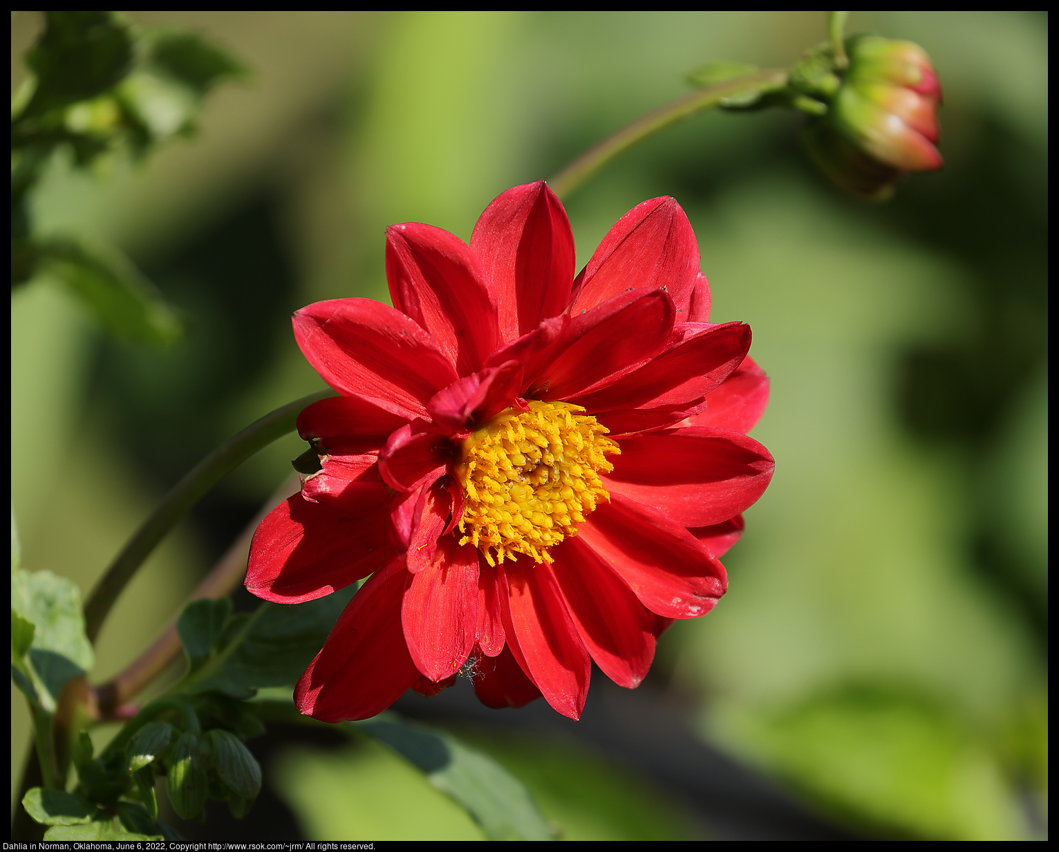 Dahlia in Norman, Oklahoma, June 6, 2022