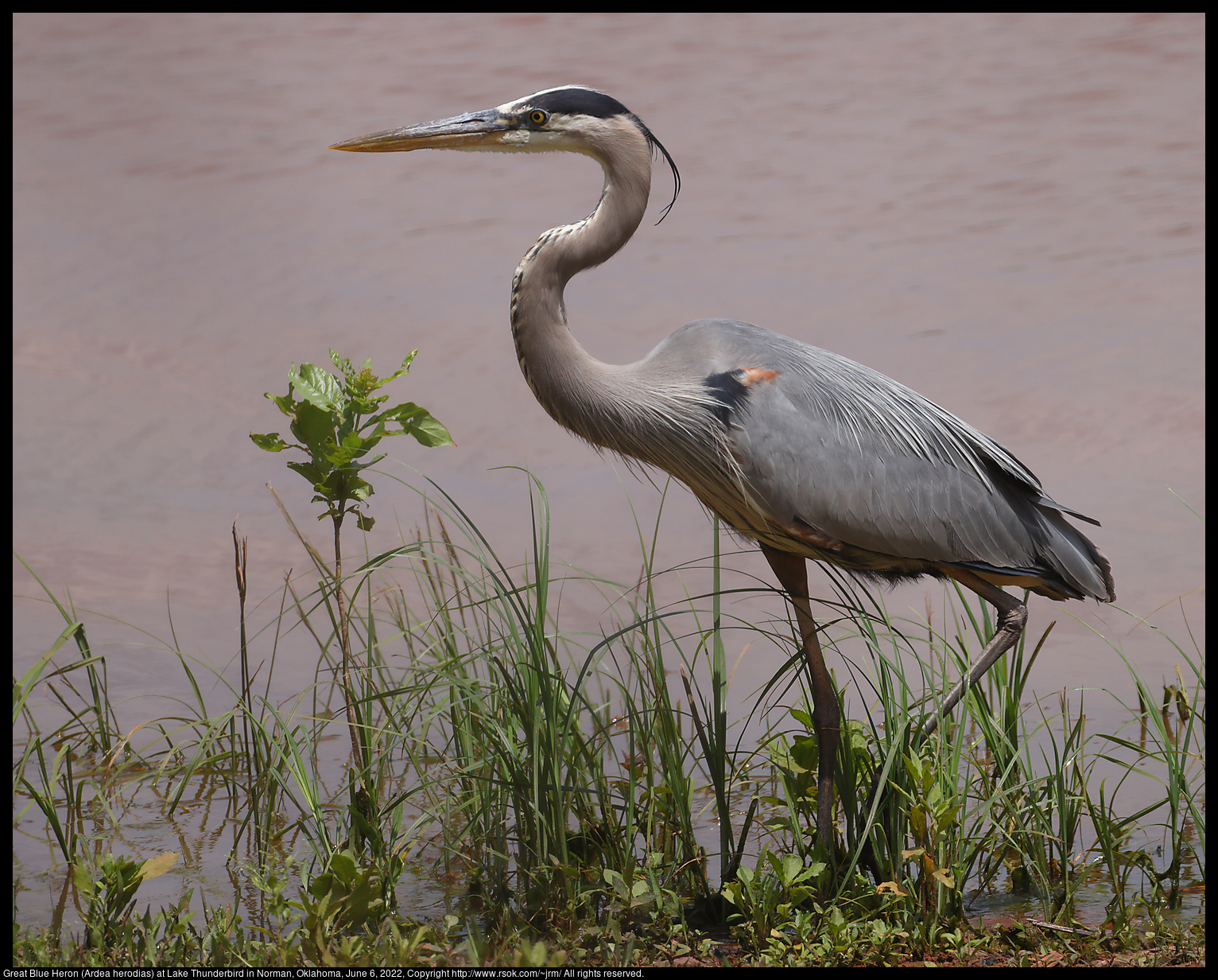 Great Blue Heron (Ardea herodias) at Lake Thunderbird in Norman, Oklahoma, June 6, 2022