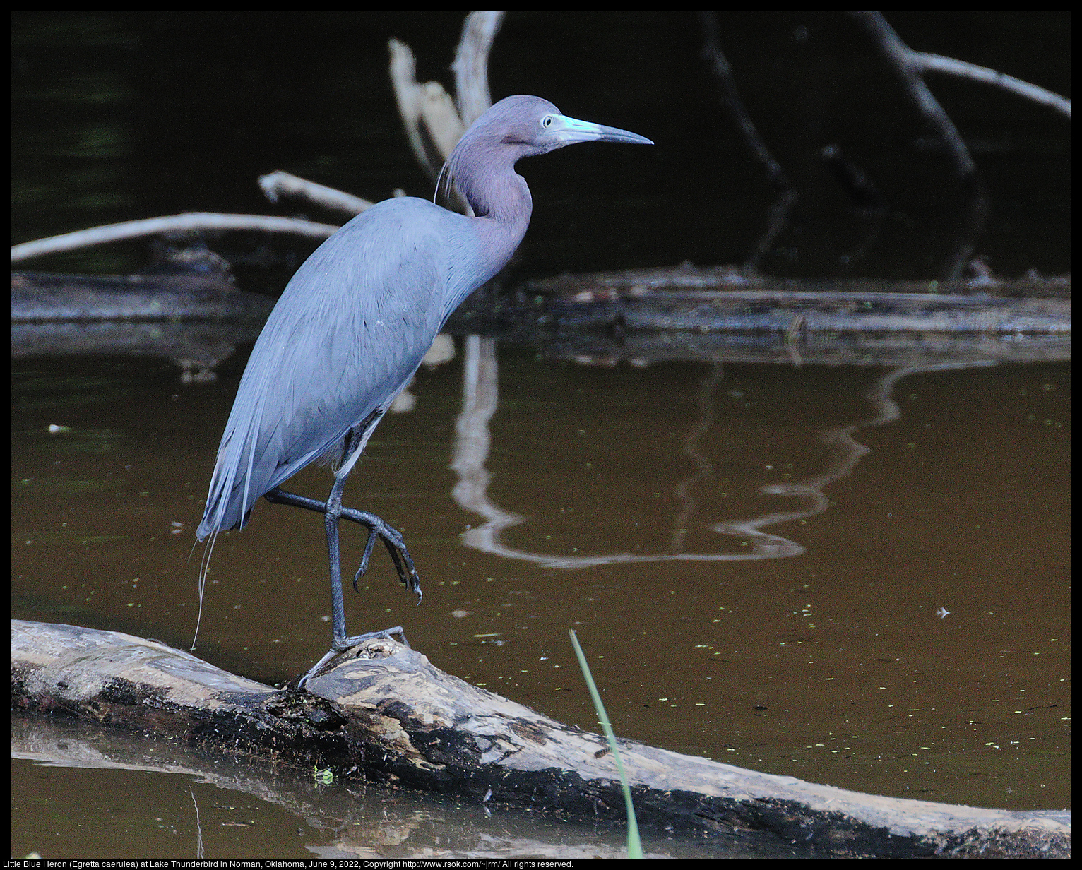 Little Blue Heron (Egretta caerulea) at Lake Thunderbird in Norman, Oklahoma, June 9, 2022