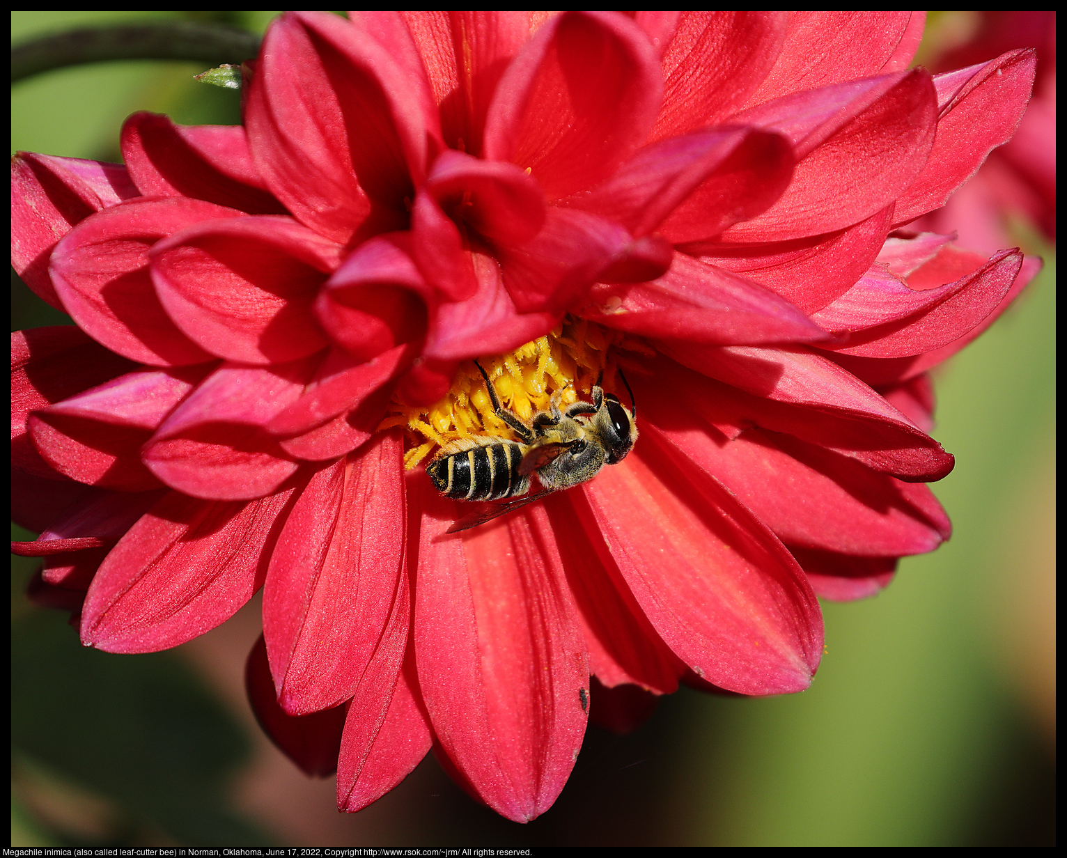 Megachile inimica (also called leaf-cutter bee) in Norman, Oklahoma, June 17, 2022