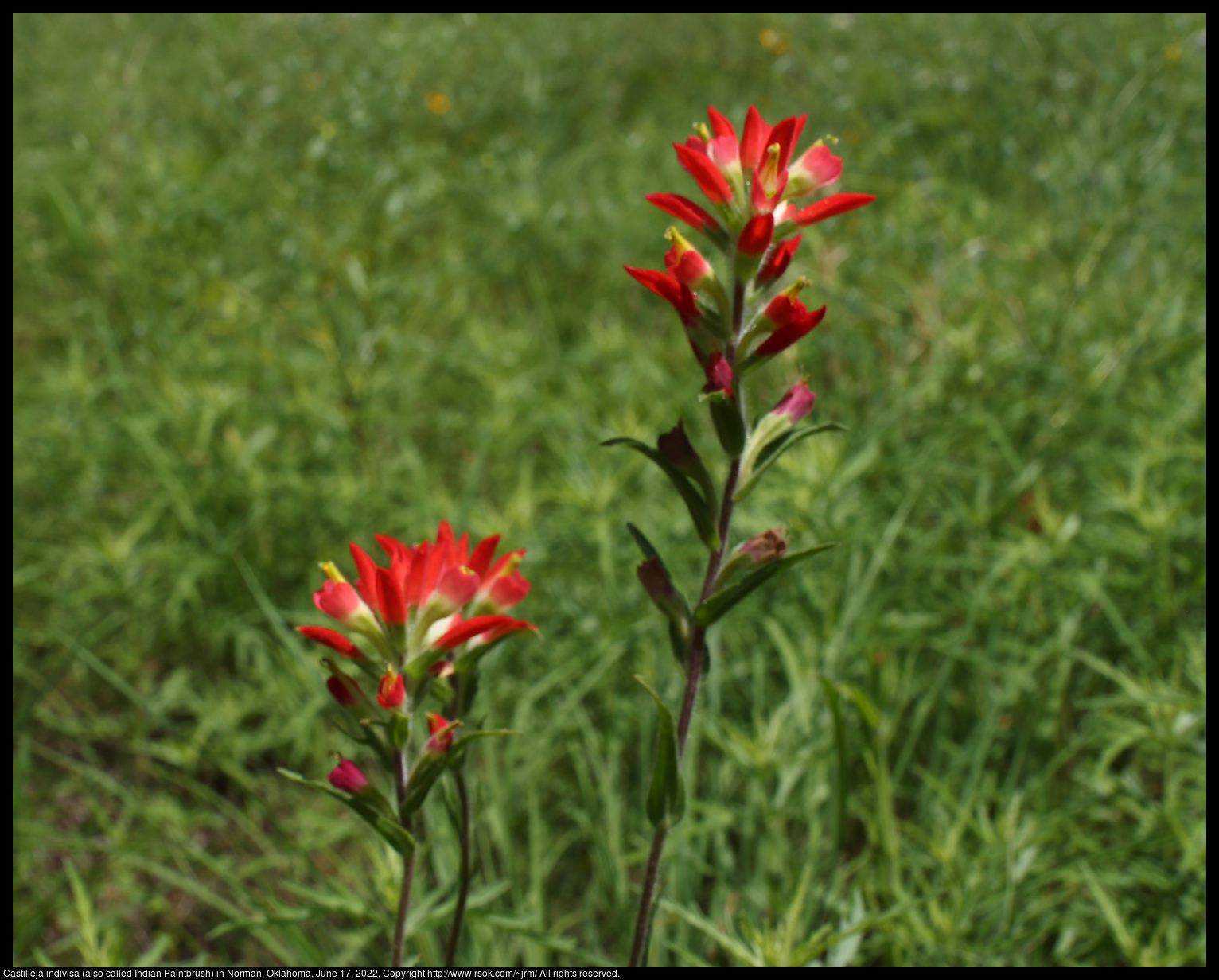 Castilleja indivisa (also called Indian Paintbrush) in Norman, Oklahoma, June 17, 2022