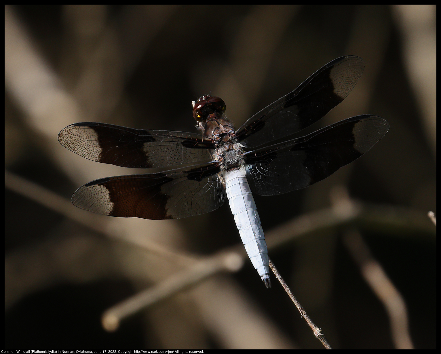 Common Whitetail (Plathemis lydia) in Norman, Oklahoma, June 17, 2022