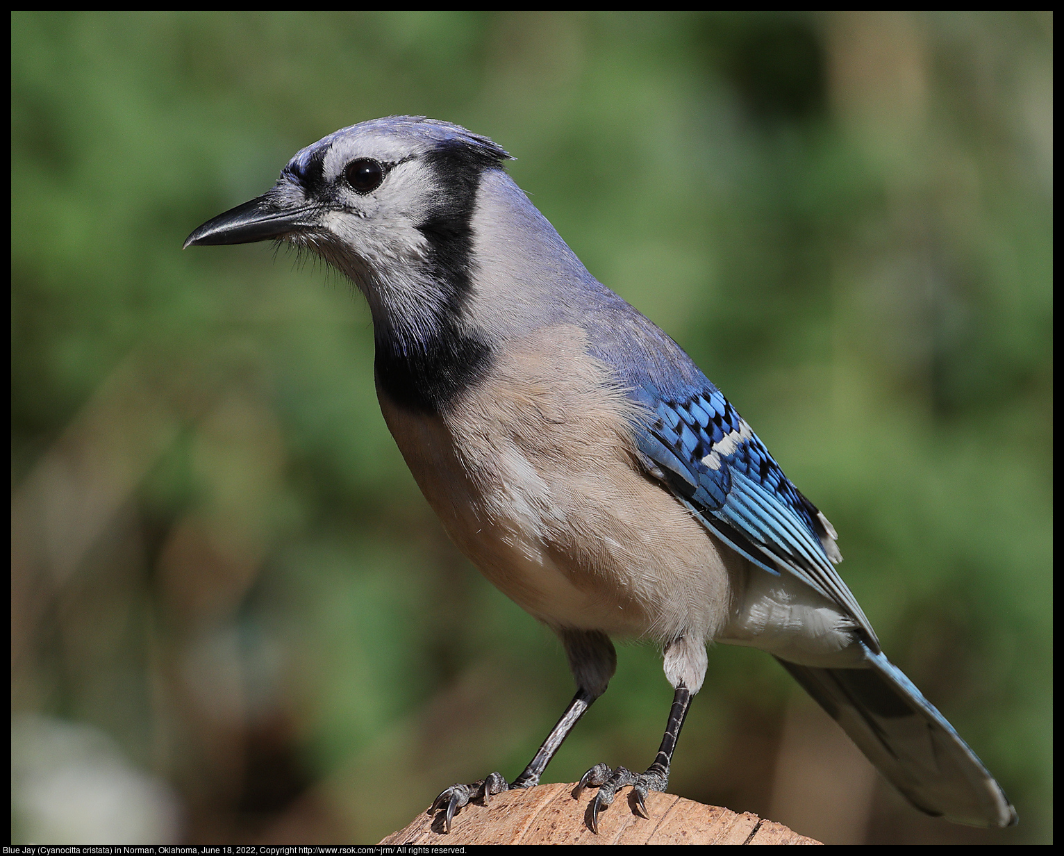 Blue Jay (Cyanocitta cristata) in Norman, Oklahoma, June 18, 2022