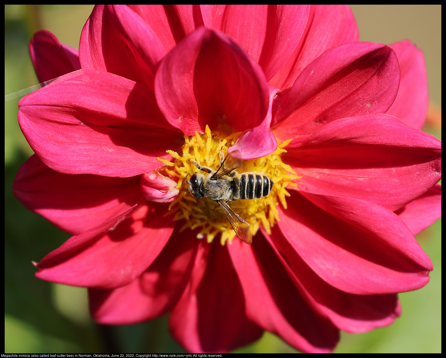 Megachile inimica (also called leaf-cutter bee) in Norman, Oklahoma, June 22, 2022