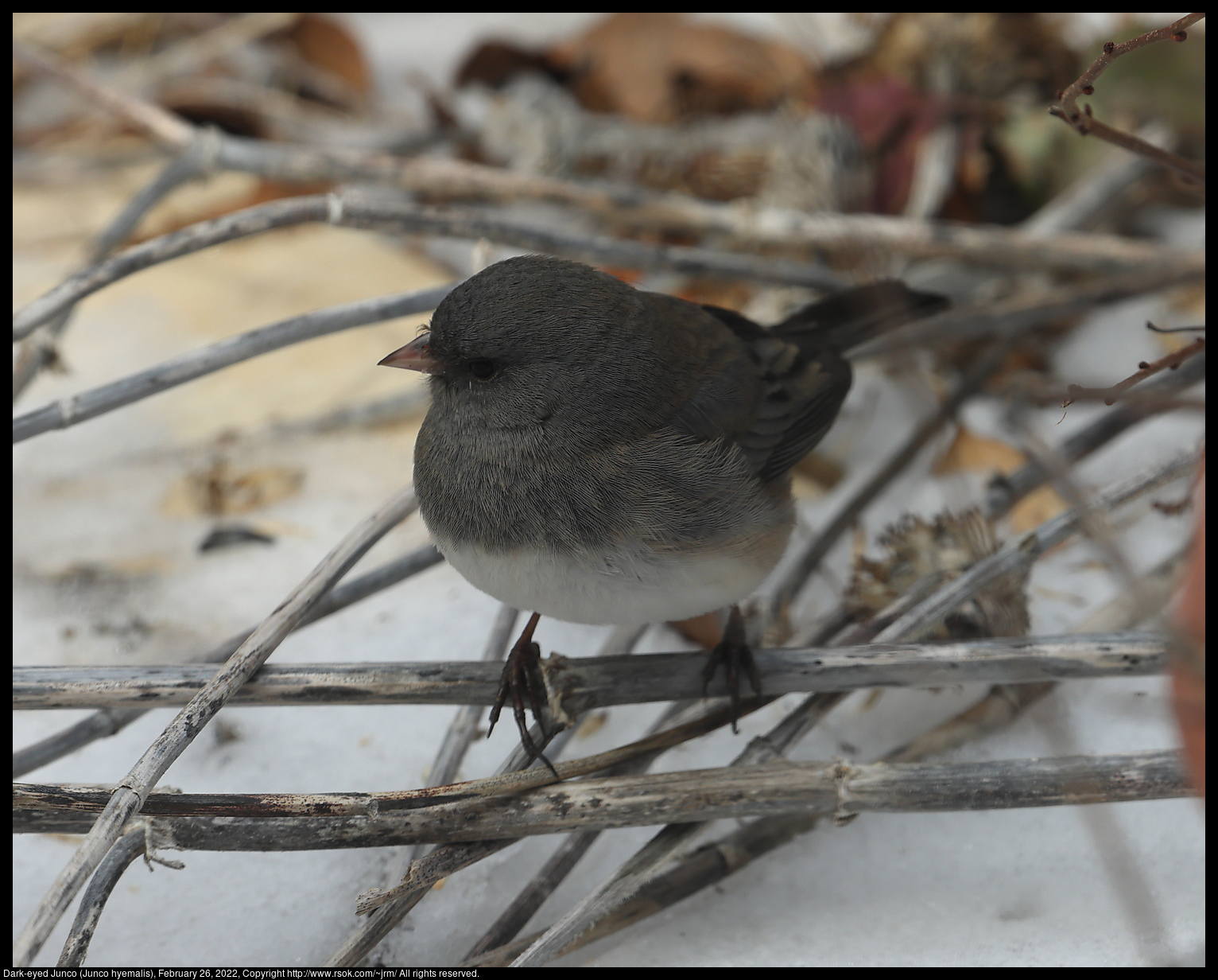 Dark-eyed Junco (Junco hyemalis), February 26, 2022