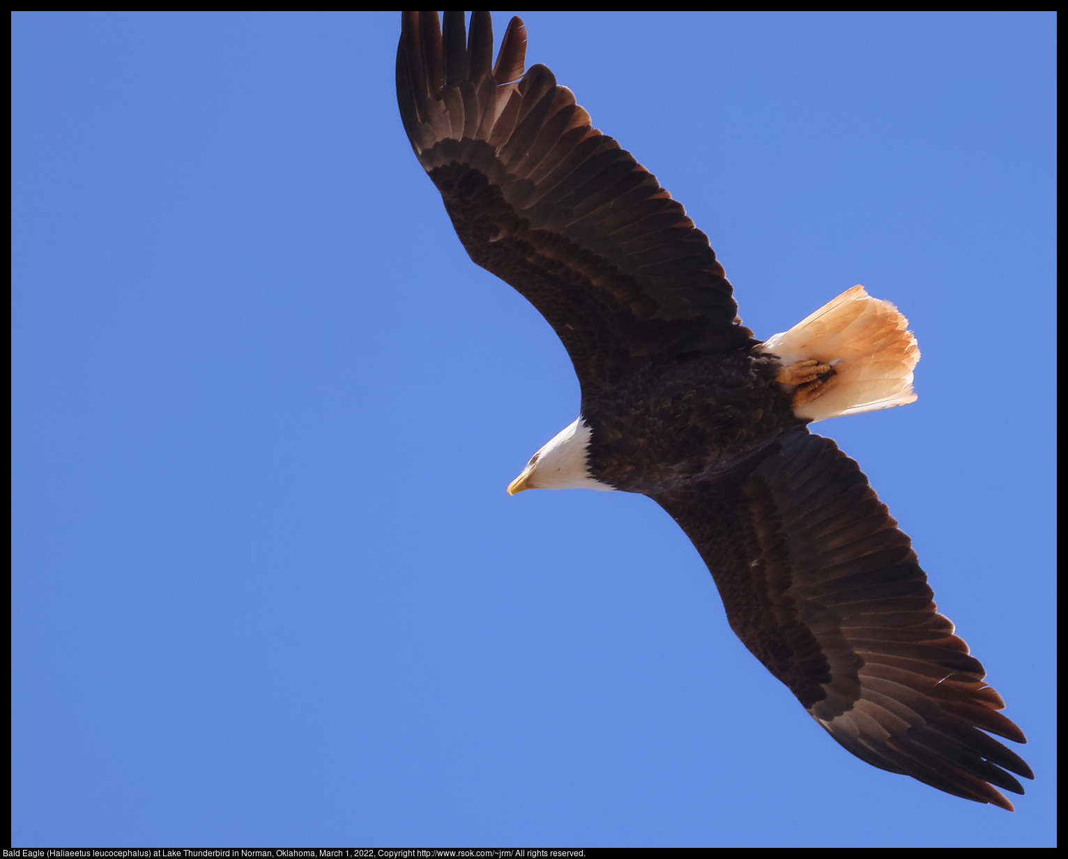 Bald Eagle (Haliaeetus leucocephalus) at Lake Thunderbird in Norman, Oklahoma, March 1, 2022