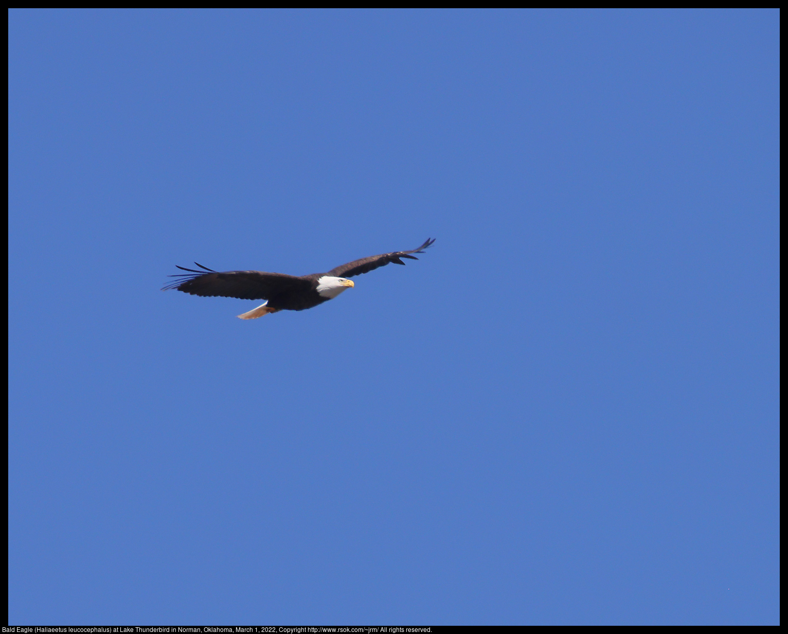 Bald Eagle (Haliaeetus leucocephalus) at Lake Thunderbird in Norman, Oklahoma, March 1, 2022