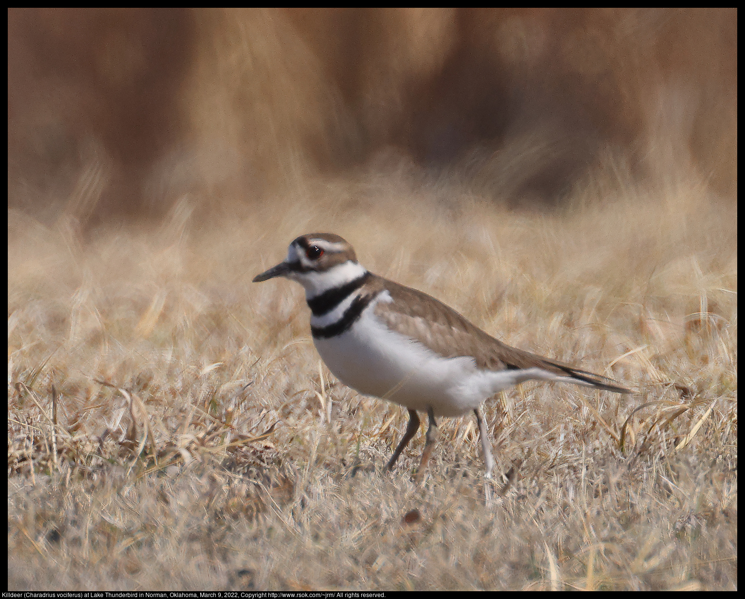 Killdeer (Charadrius vociferus) at Lake Thunderbird in Norman, Oklahoma, March 9, 2022