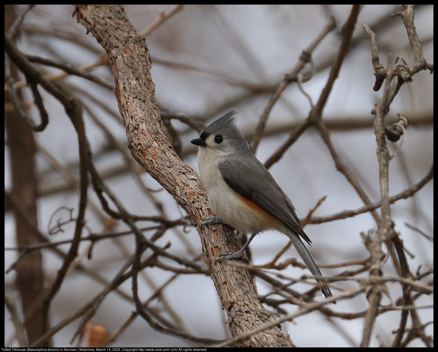 Tufted Titmouse (Baeolophus bicolor) in Norman, Oklahoma, March 14, 2022