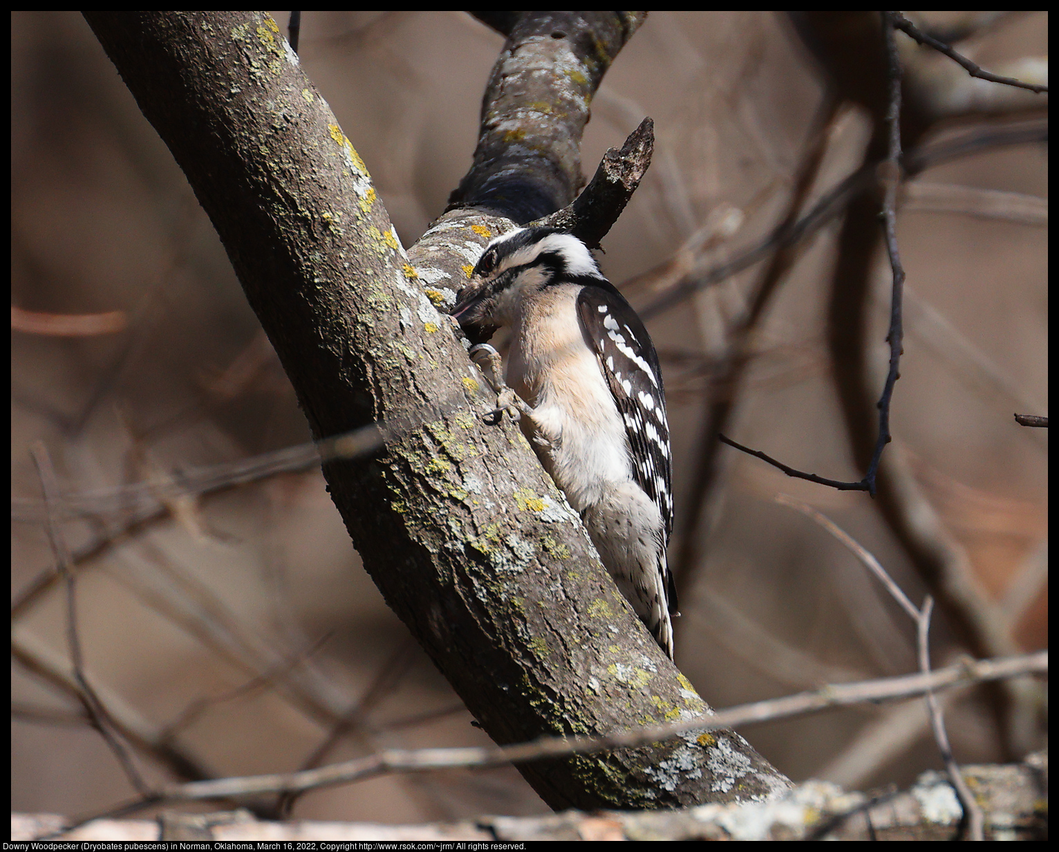 Downy Woodpecker (Dryobates pubescens) in Norman, Oklahoma, March 16, 2022